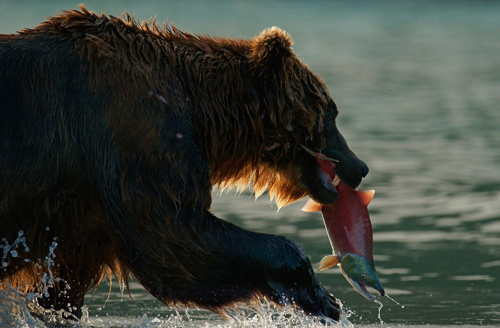 Lachsfang (Forum für Naturfotografen)