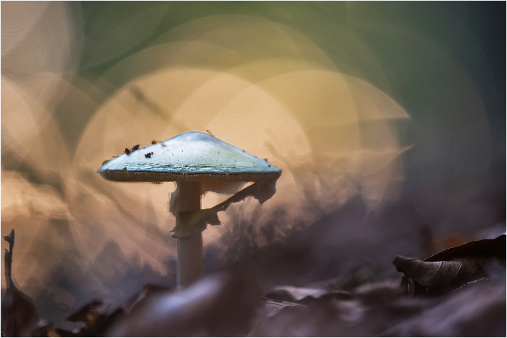 Im tiefen Wald,