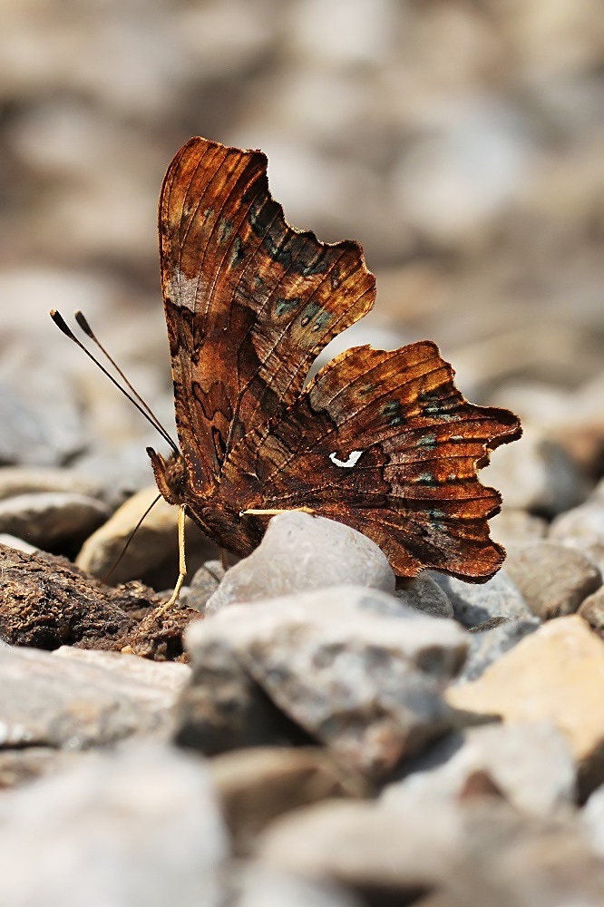 Ein trockenes Blatt zwischen den Steinen...