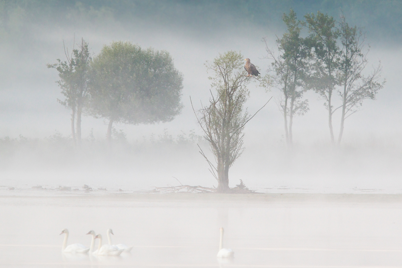 Seeadler (Wildlife)