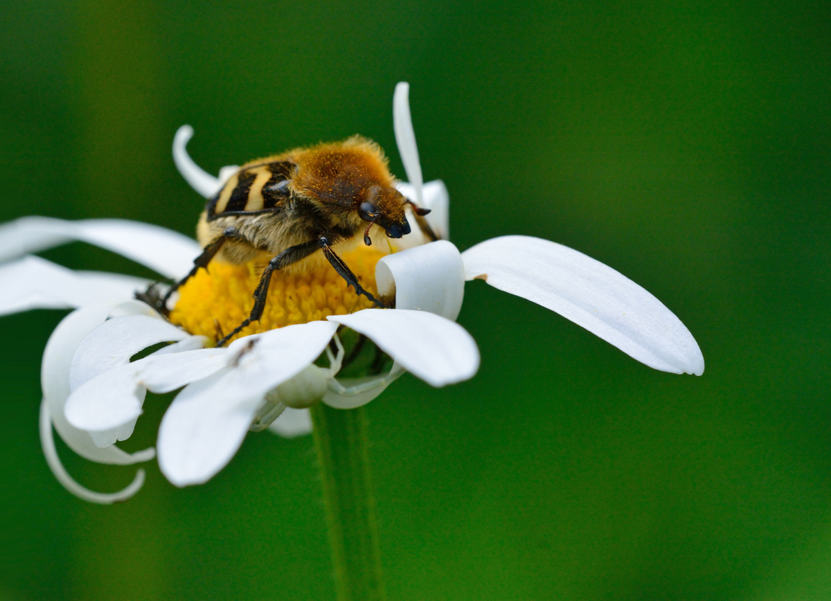 Pinselkäfer  im Wald