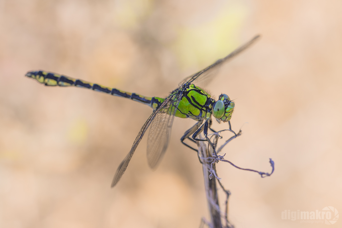 Ophiogomphus cecilia