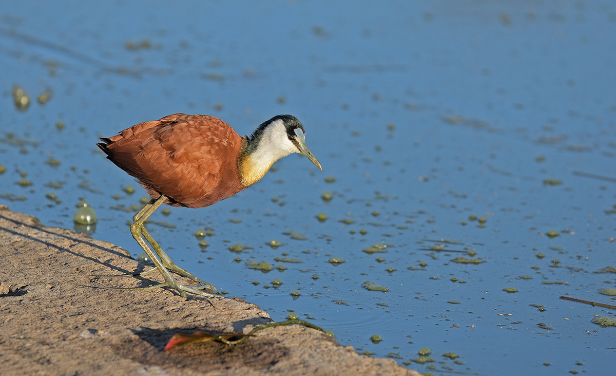 Jacana