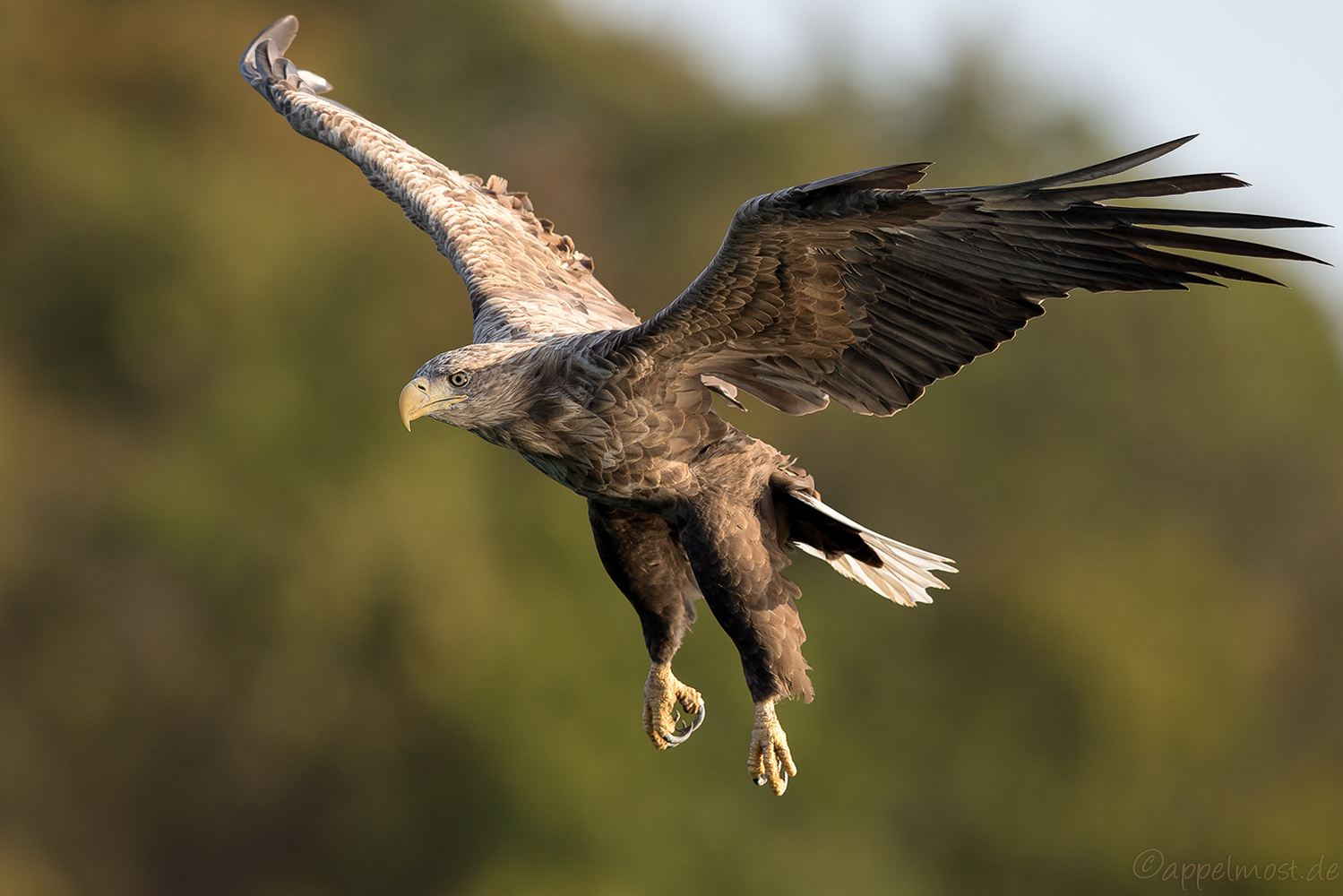 Seeadler
