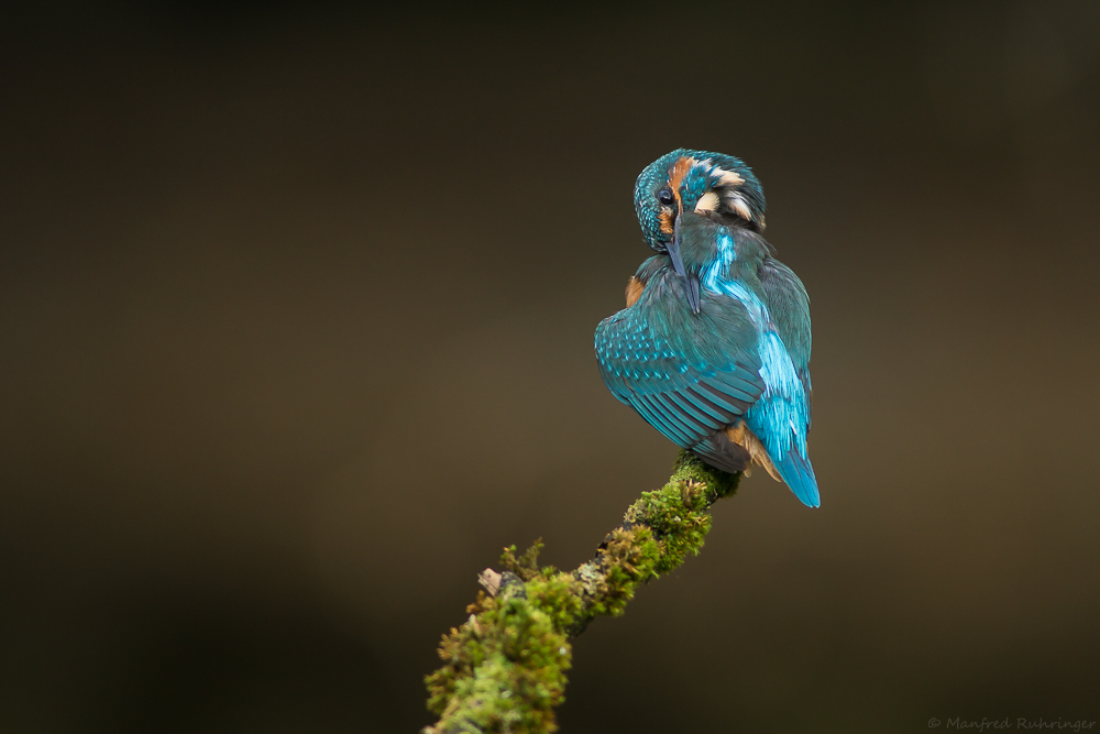 **Eisvogel**