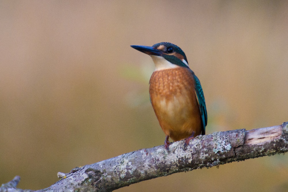 Eisvogel (alcedo atthis)