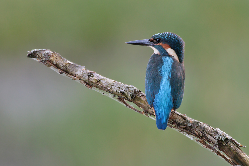 Eisvogel