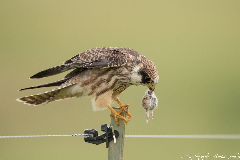 junger Rotfußfalke