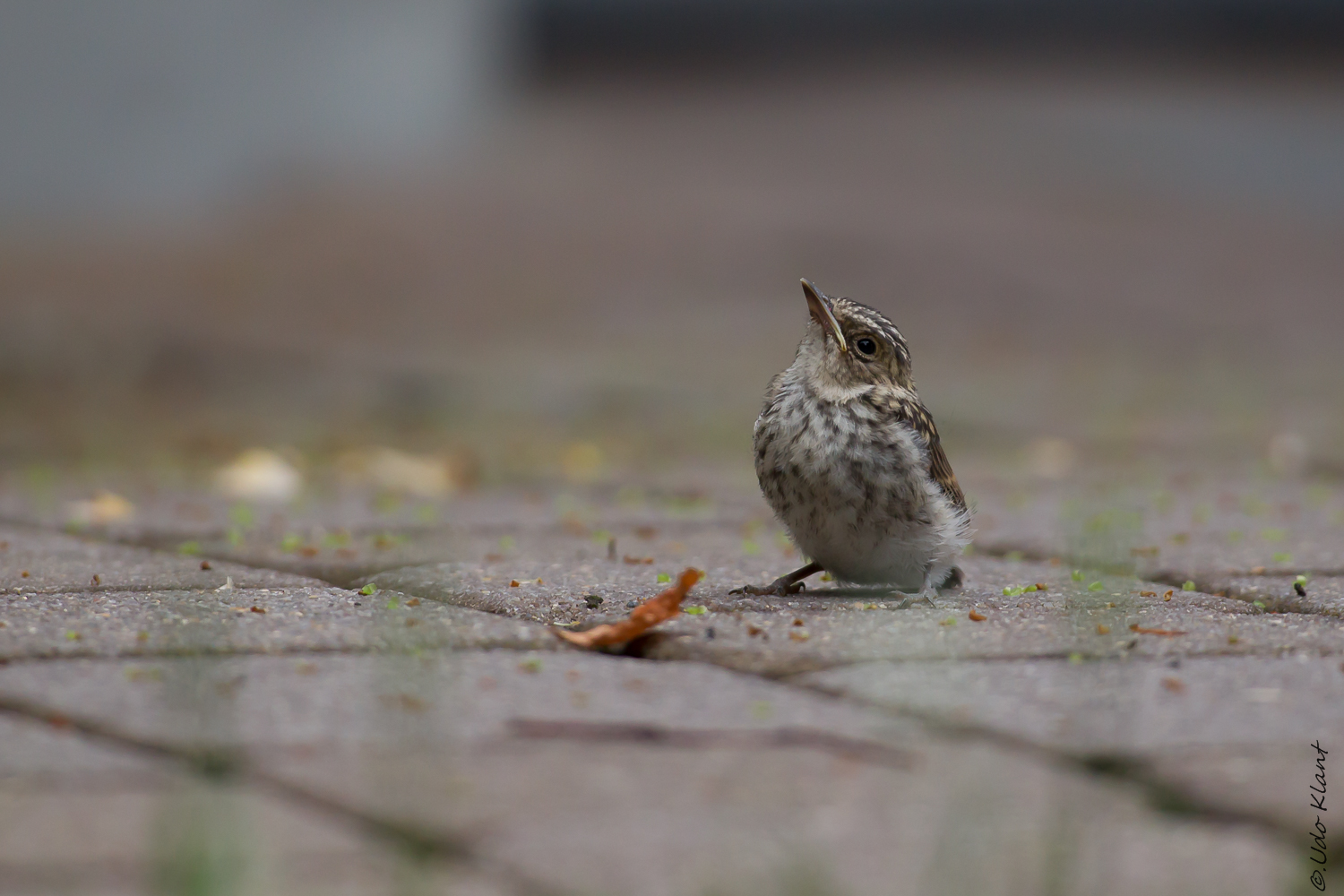 Nestflüchter