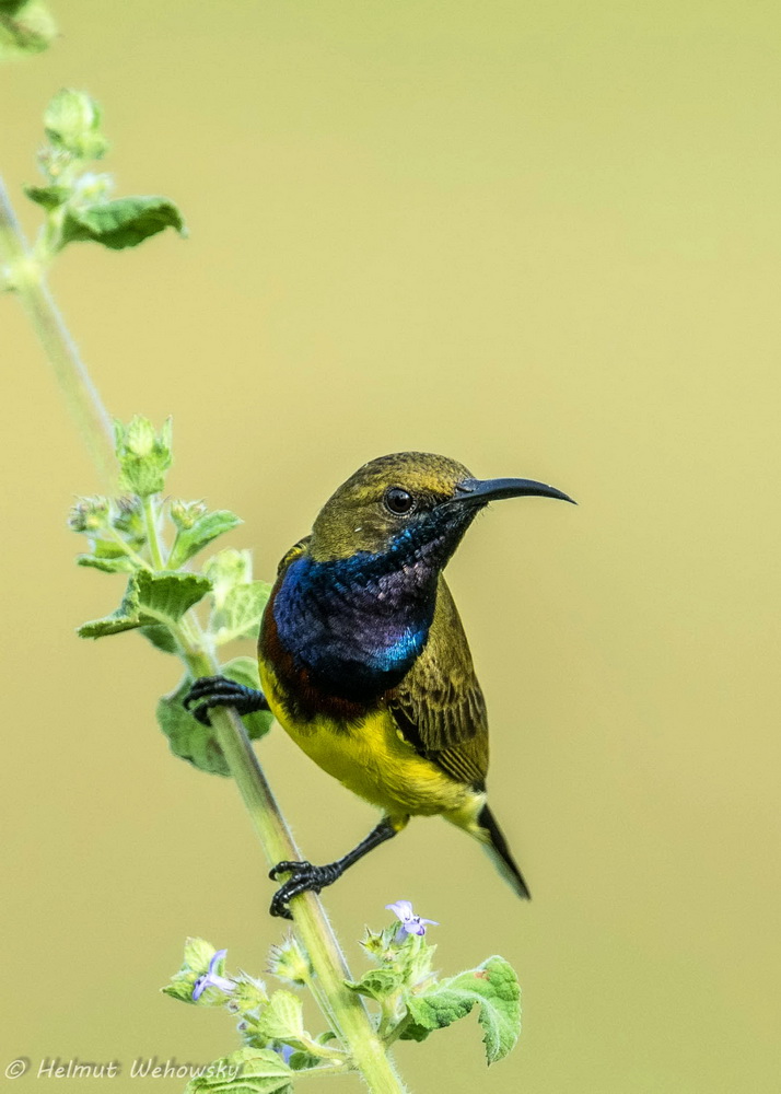 Grünrücken_Nektarvogel