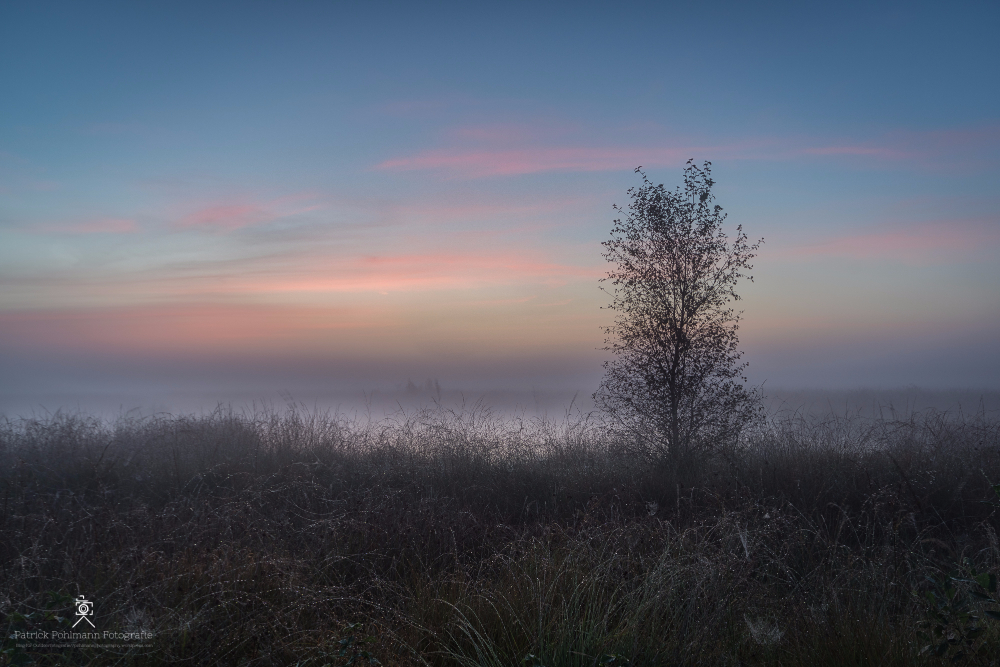Nebelmorgen im Moor