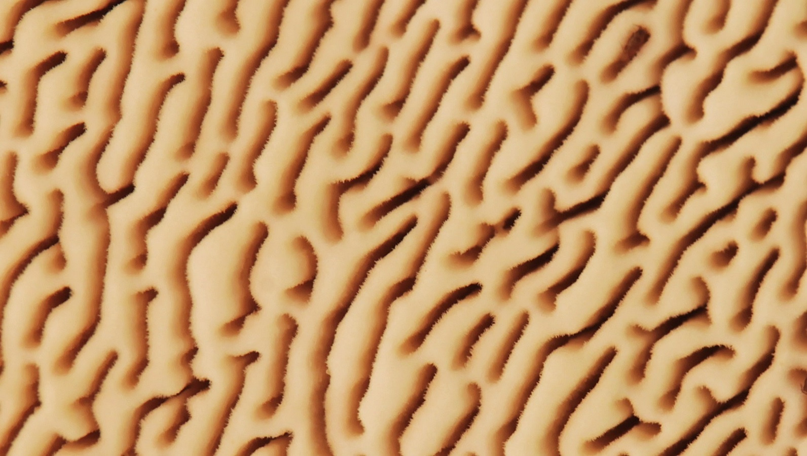Labyrinth