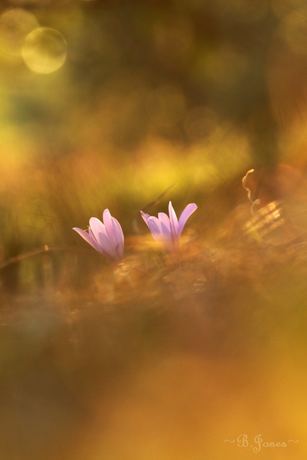 Herbstzeitlosen