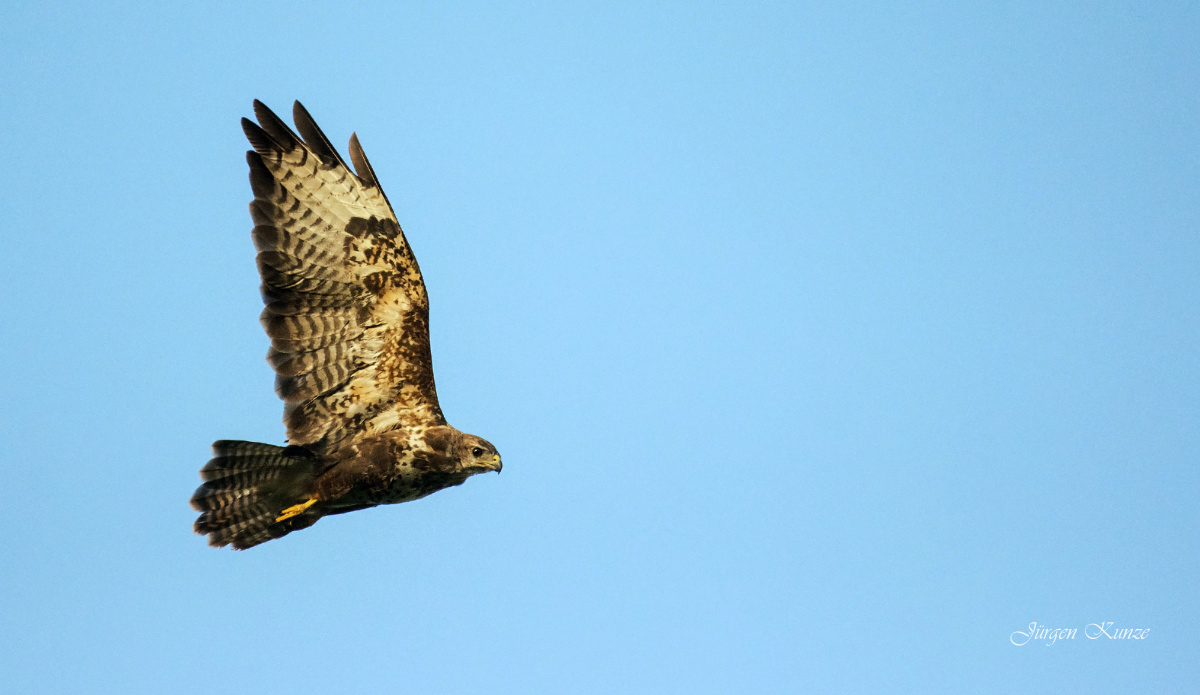 Bussard im Flug