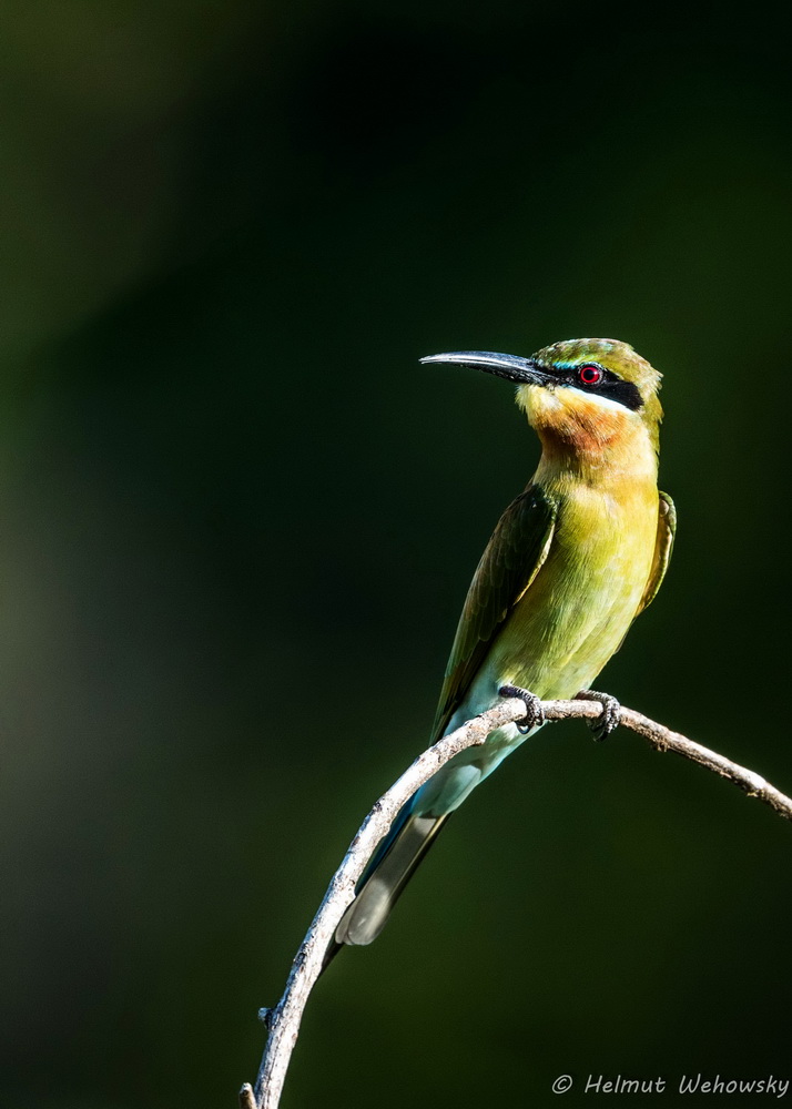 Blue tailed Bee eater