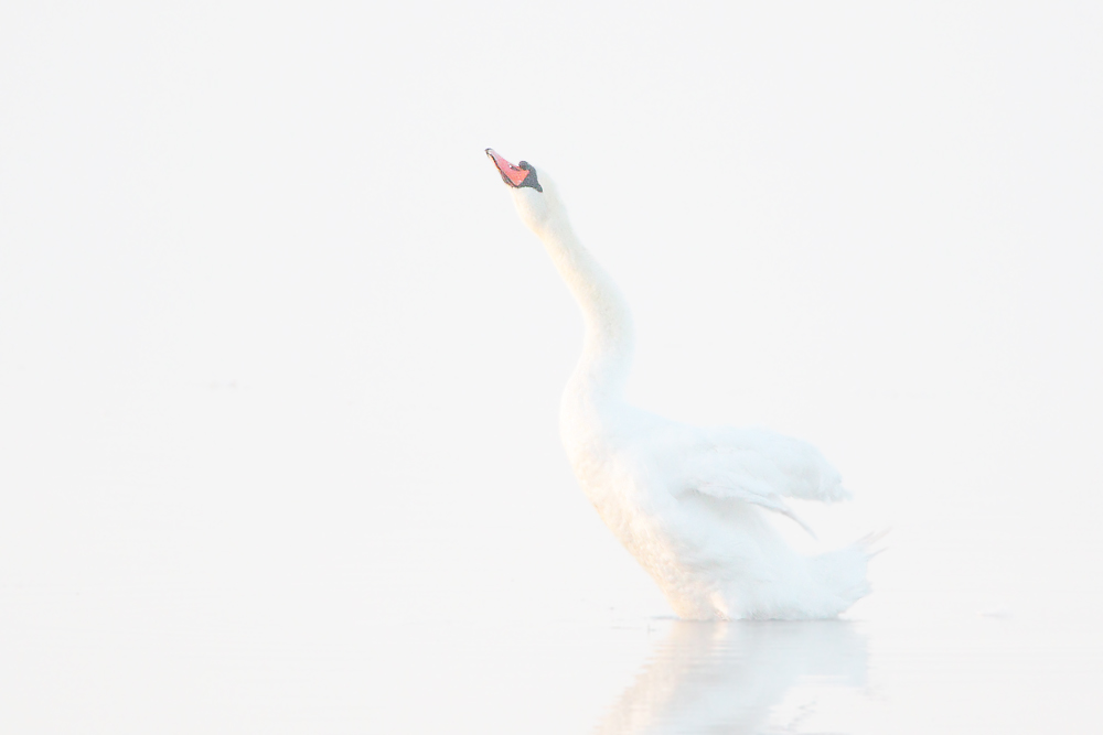 Höckerschwan