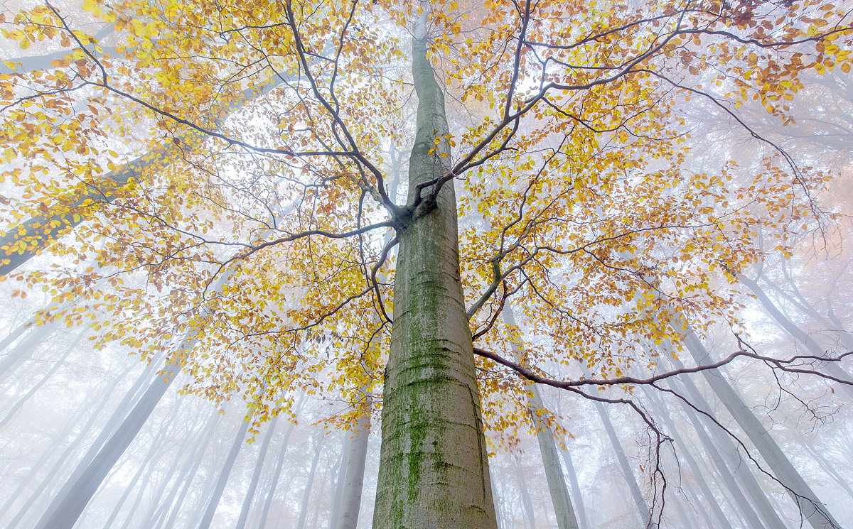Buchen im Nebel