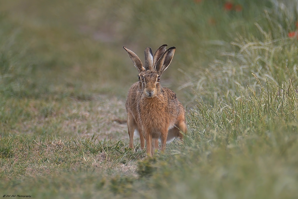 Vier Ohr Hase...