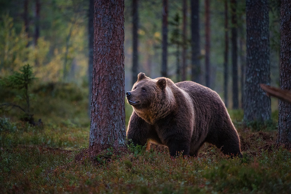 Braunbär