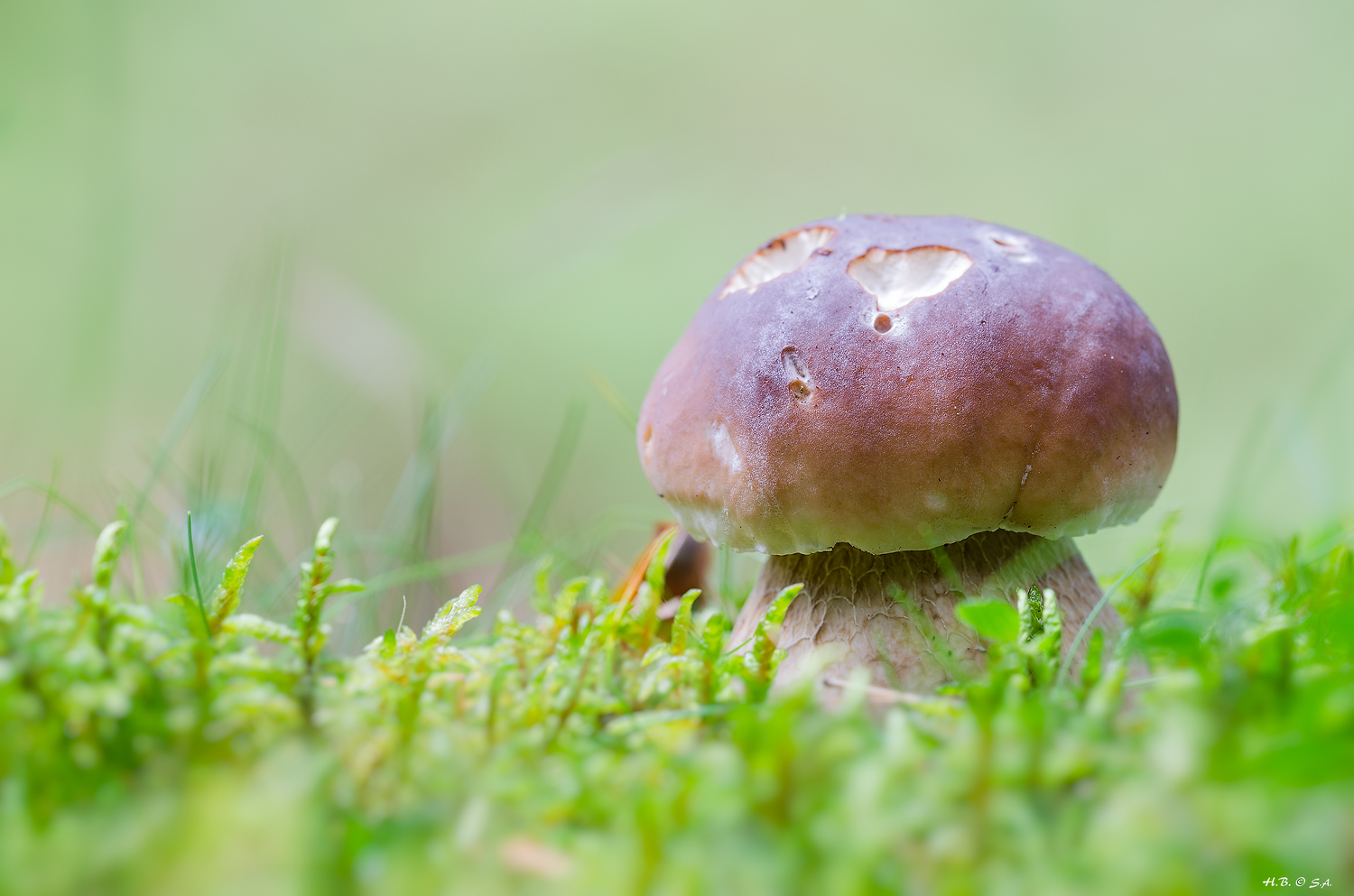 Steinpilz