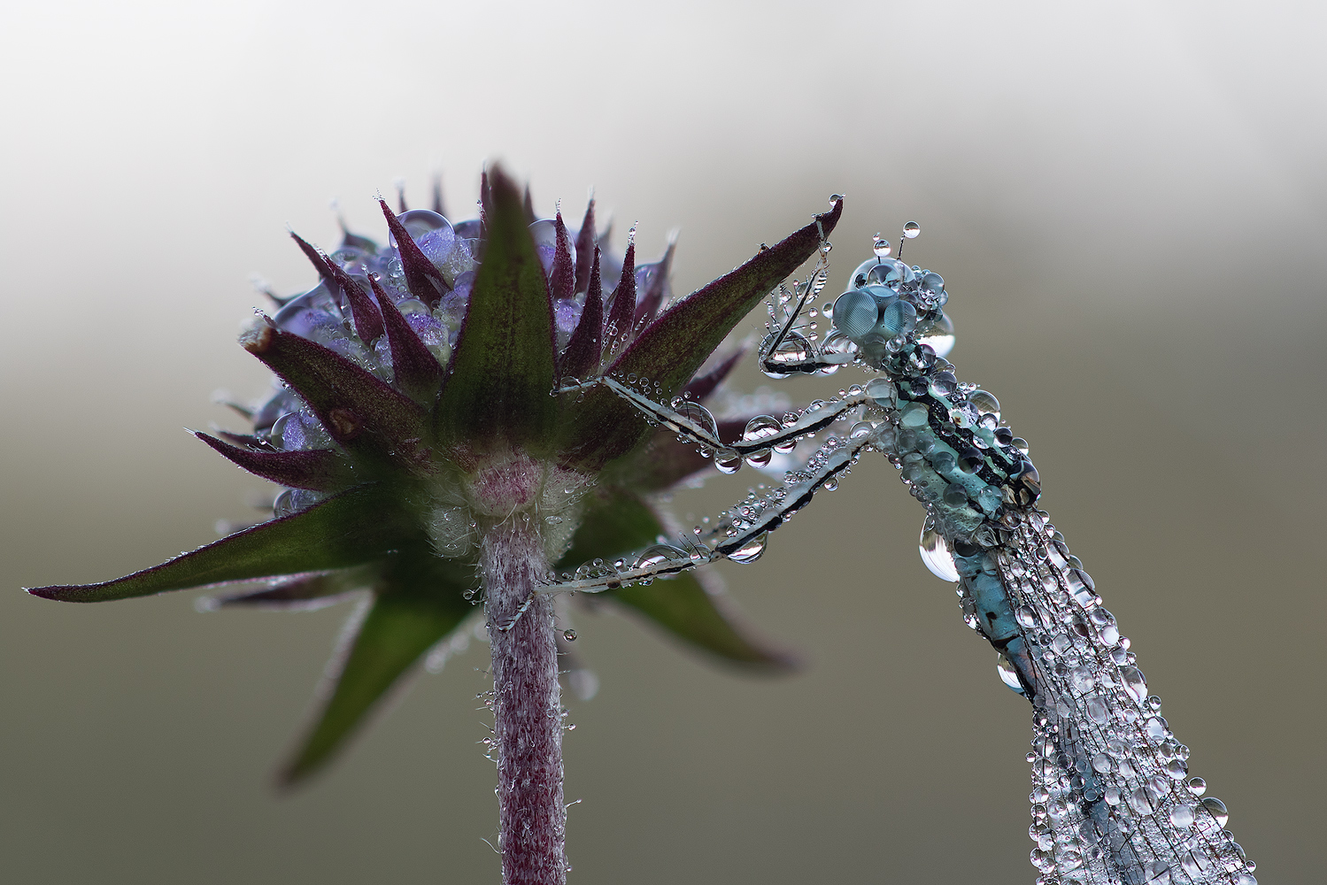 Die Welt durch Wasserlinsen betrachtet.