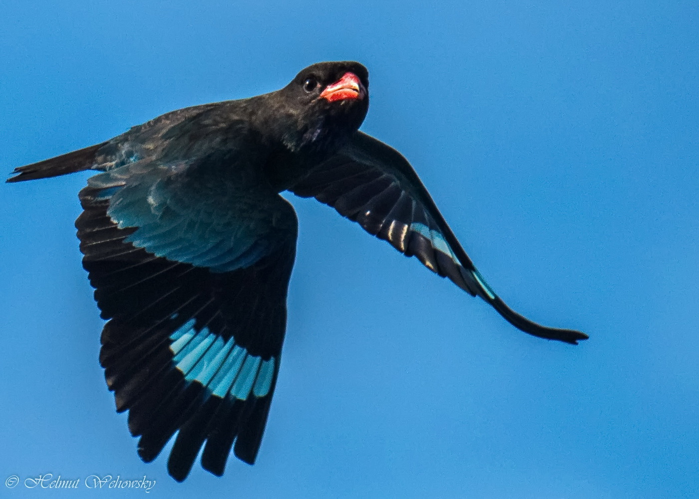 Der Dollarvogel
