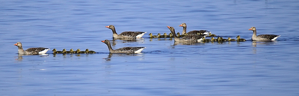 Familienclan