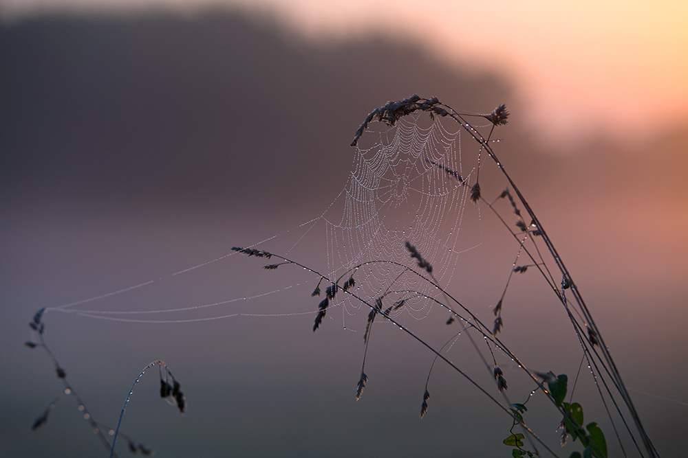 Altweibersommer