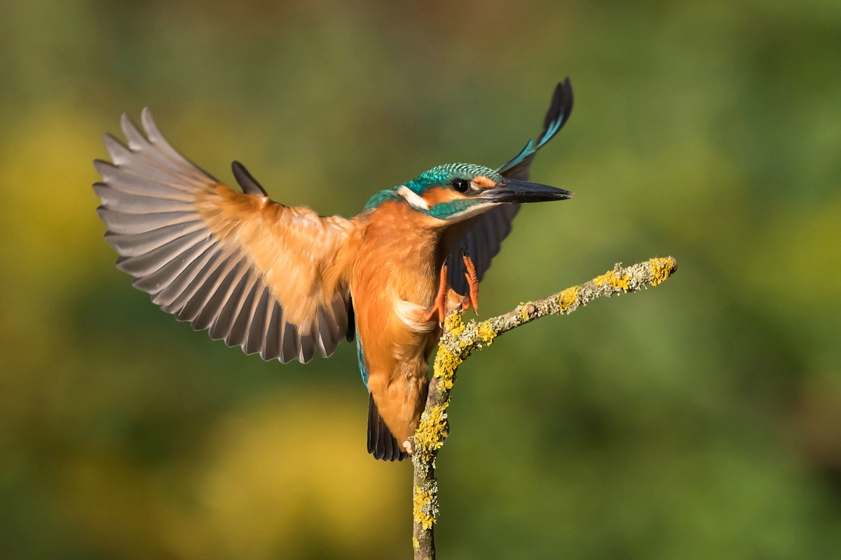 Eisvogel...