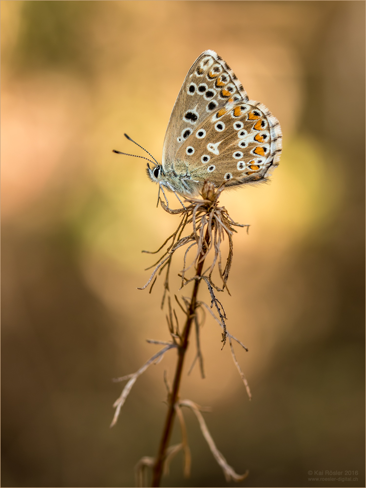 Himmelblau