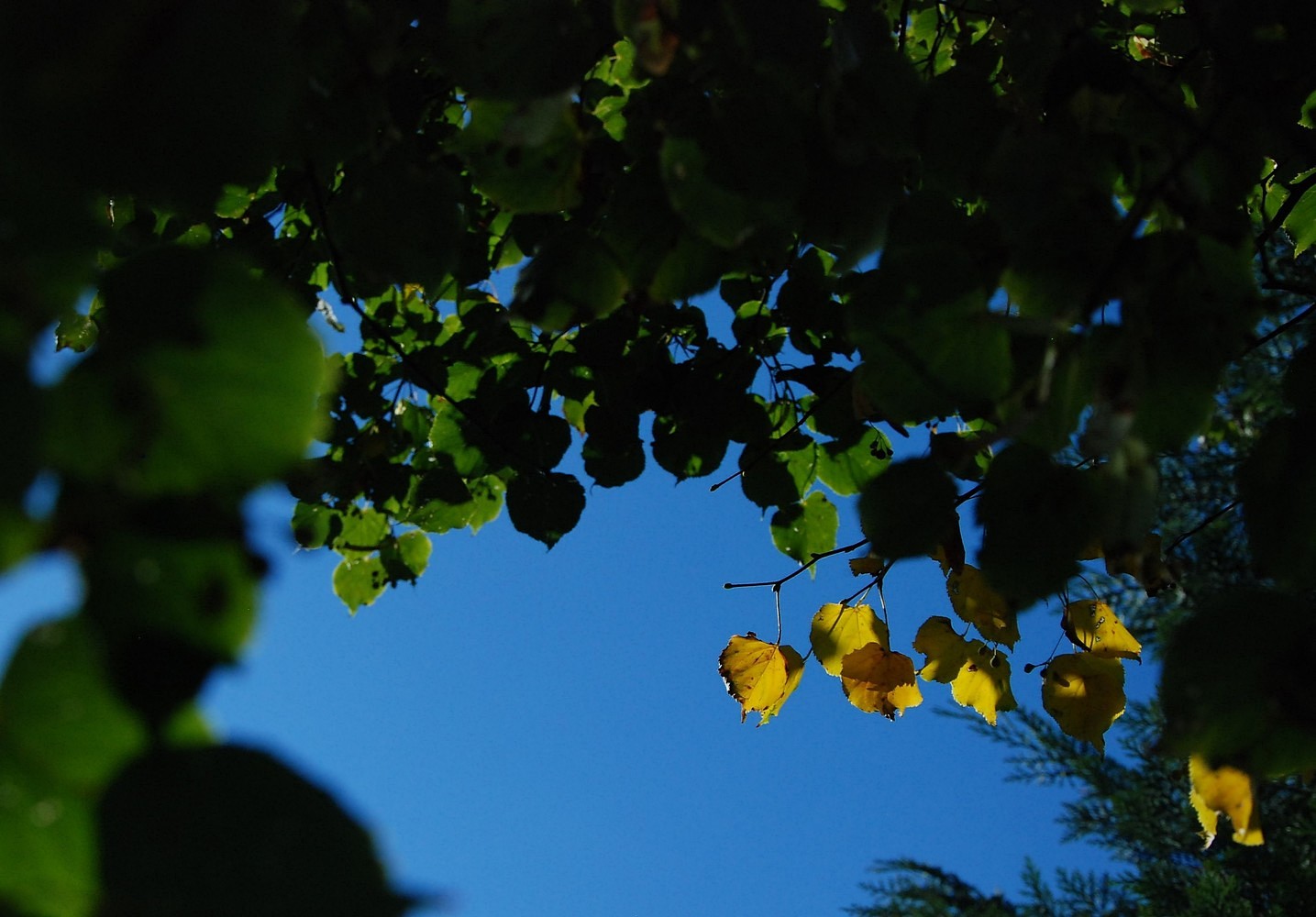 Spätsommer-Spätnachmittag