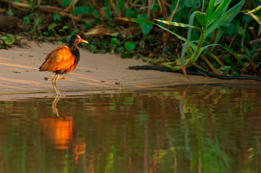 Rotstirn-Blatthühnchen (Jacana jacana)