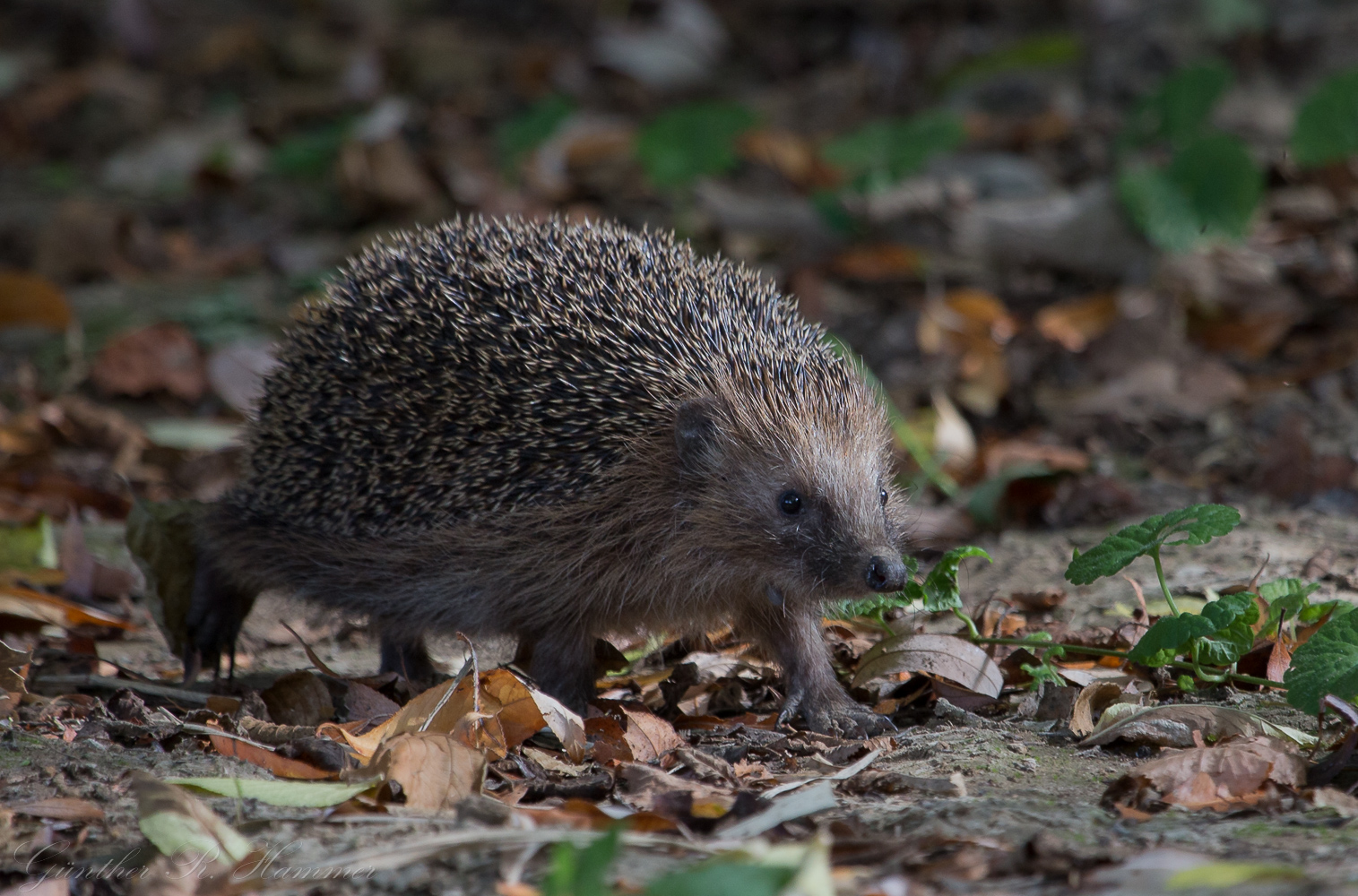 Stachelbär :-) (Forum für Naturfotografen)