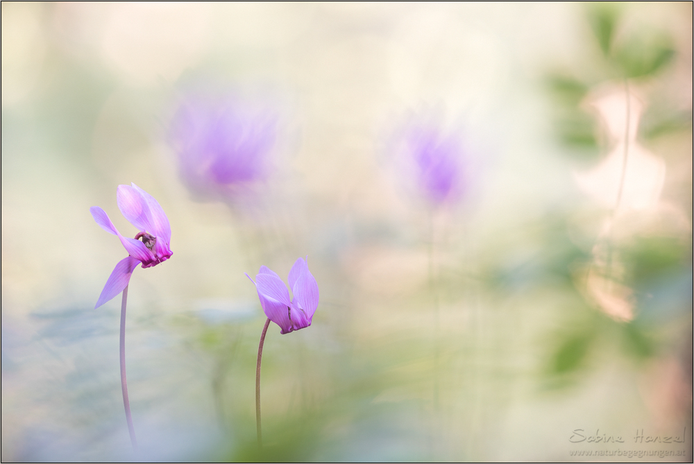 ~ Cyclamen purpurascens ~