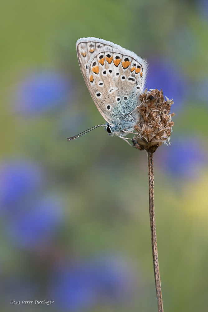 Traum in Blau