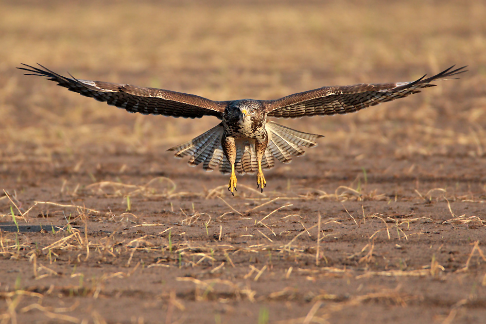 Mäusebussard im Anflug