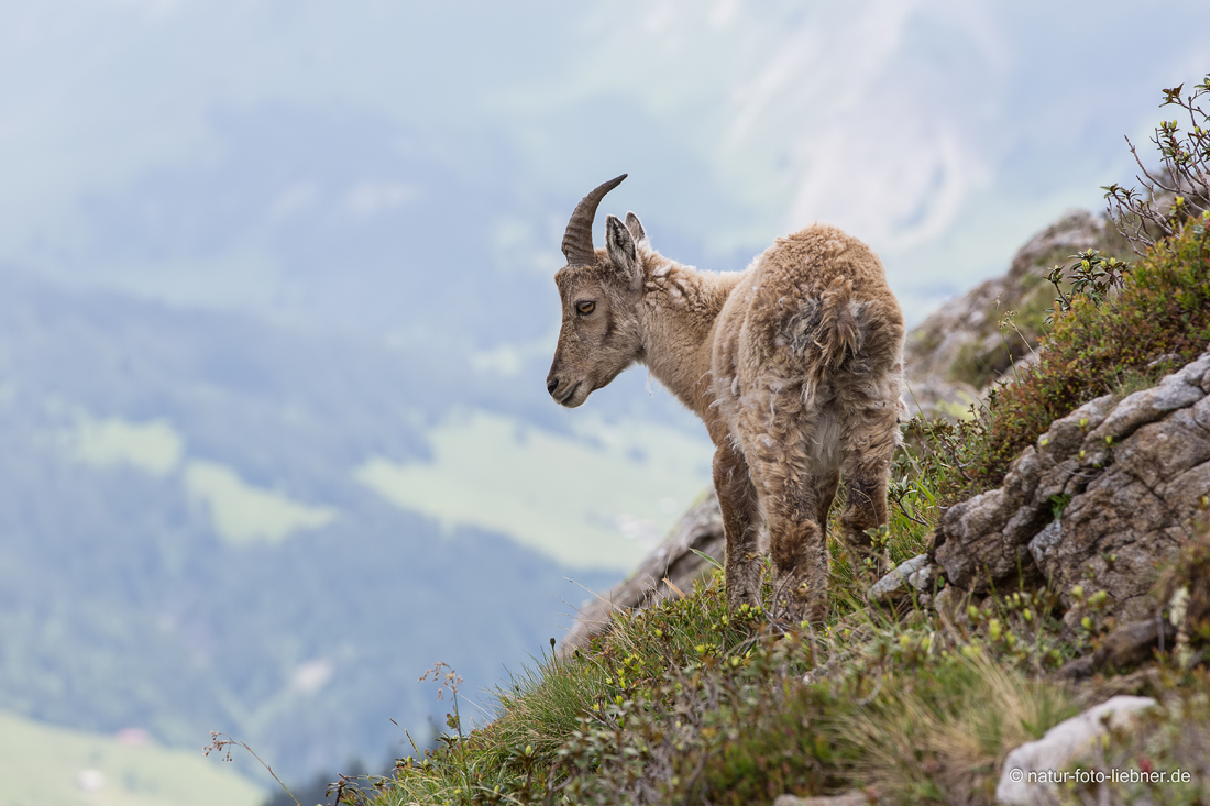 Alpensteinböckchen