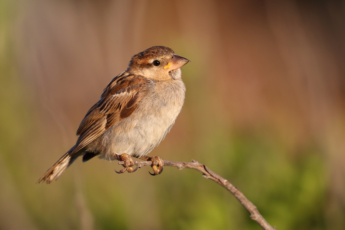 Spatz am Morgen...