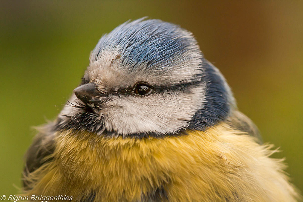 Dieses kleine Blaumeischen...