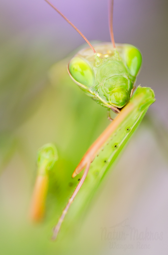Mantis religiosa-Portrait