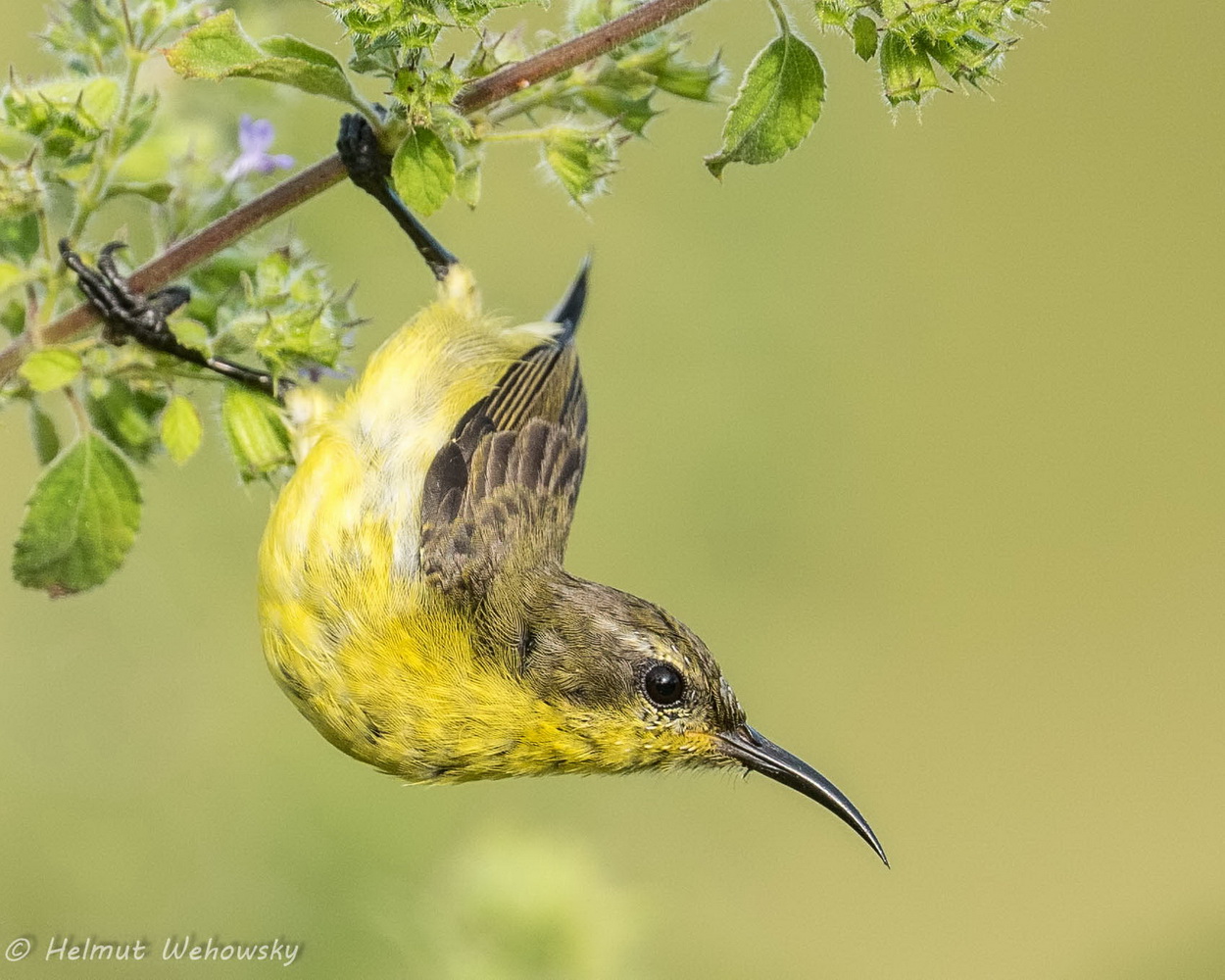 Grünrücken_Nektarvogel