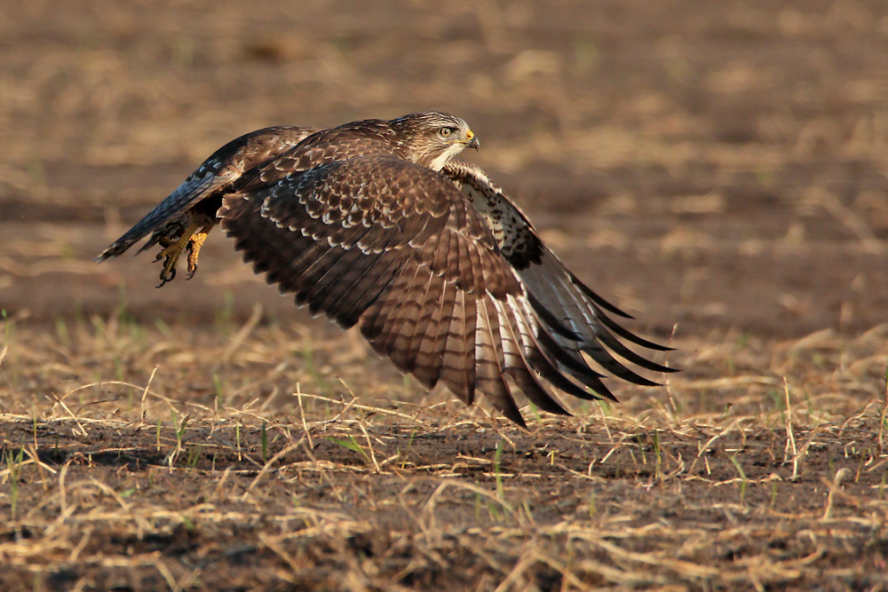 Mäusebussard beim Abflug