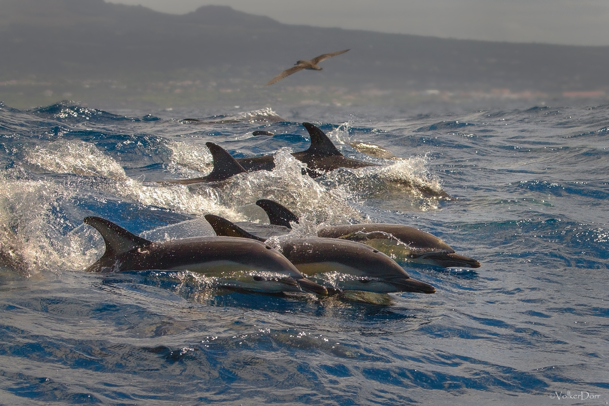 Synchronschwimmen