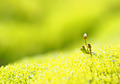 Blümchen im Regen