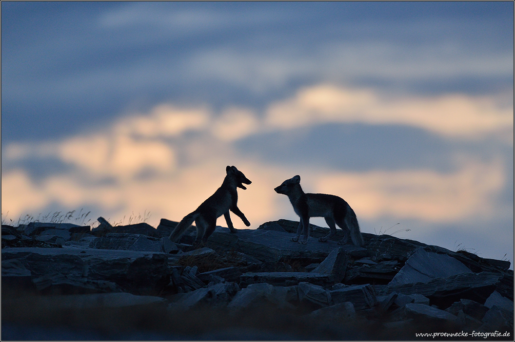 Abends im Dovrefjell II