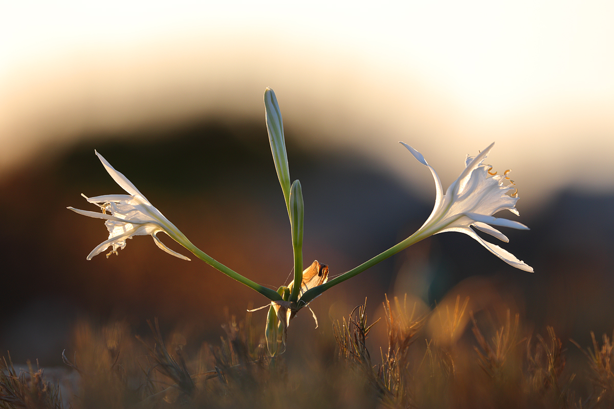 Im Gegenlicht