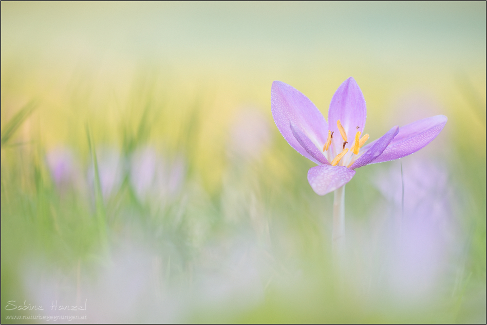 ~ colchicum autumnale ~