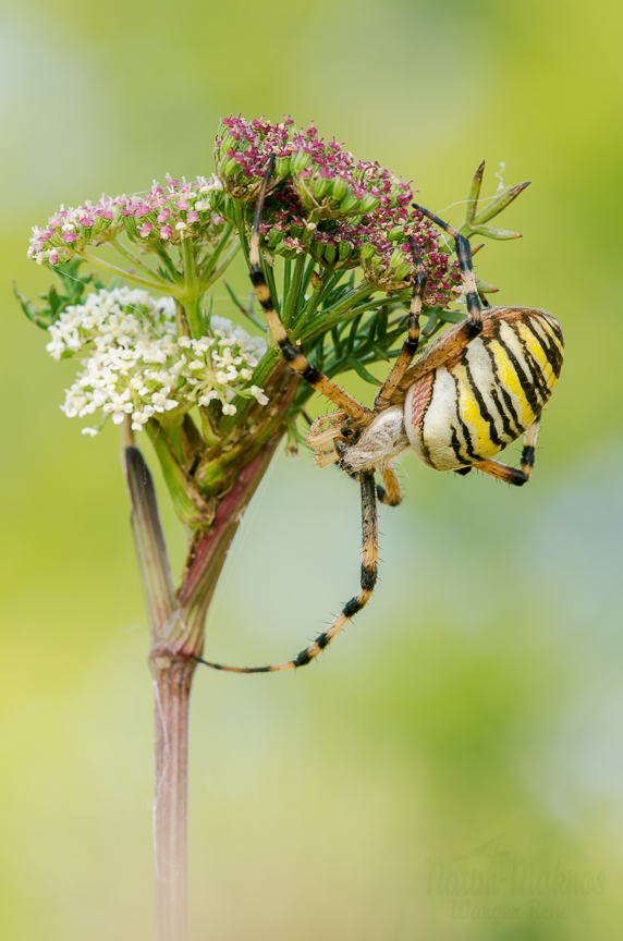 Argiope bruennichi