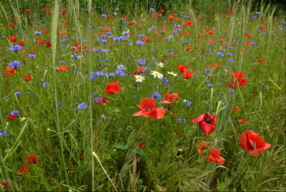 Sommertraum