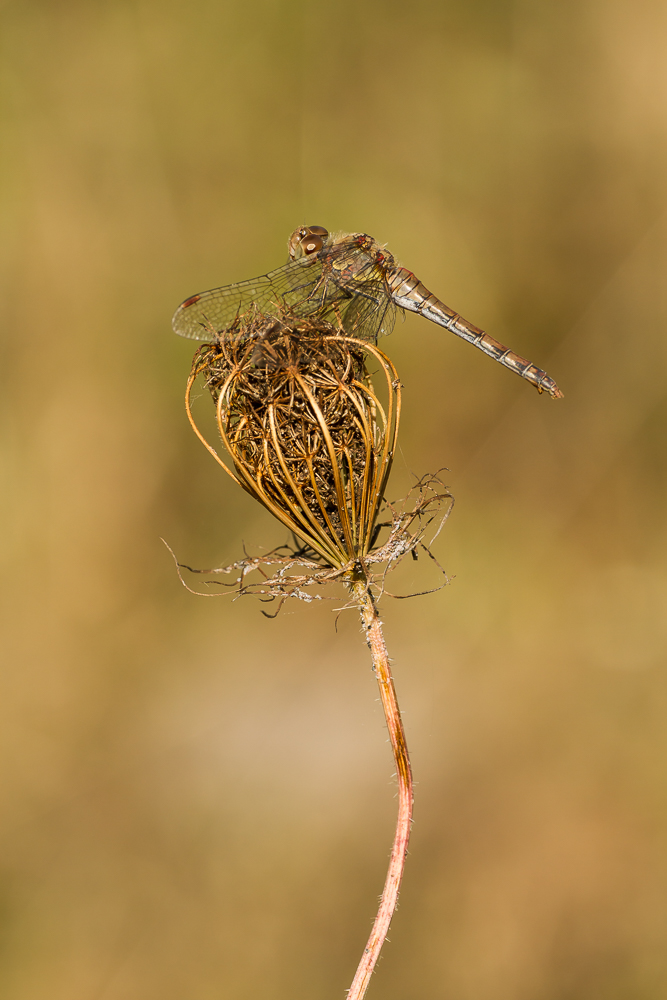 Weibchen der Grossen Heidelibelle